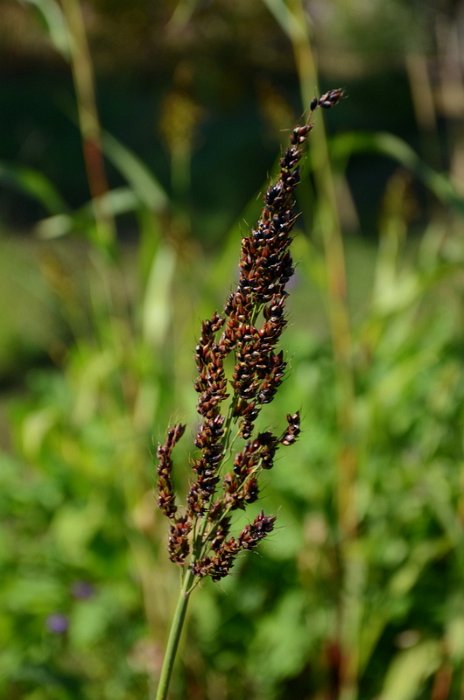 Sorghum nigrum (2)